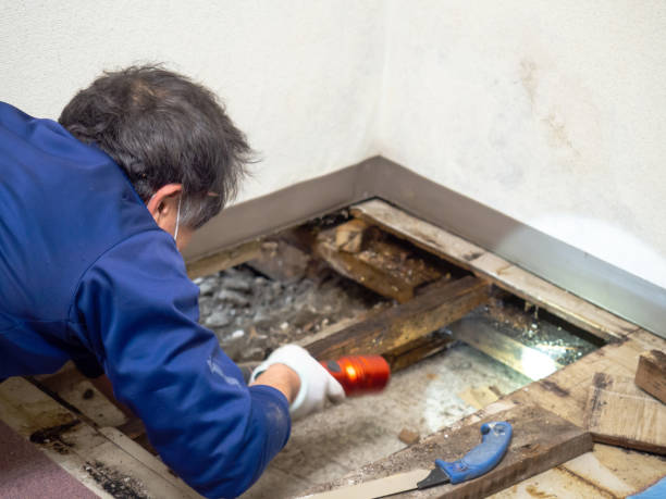 Best Post-Remediation Services in Center Hill, FL