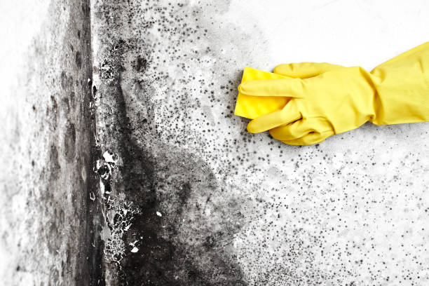 Best Health and Safety Mold Remediation in Center Hill, FL