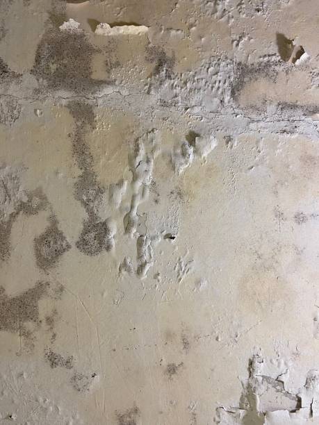Best Residential Mold Remediation in Center Hill, FL
