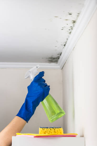 Best Emergency Mold Remediation in Center Hill, FL